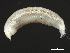  ( - 11BIOAK-1428)  @13 [ ] CreativeCommons - Attribution (2011) CBG Photography Group Centre for Biodiversity Genomics