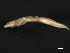  ( - 11BIOAK-1455)  @13 [ ] CreativeCommons - Attribution (2011) CBG Photography Group Centre for Biodiversity Genomics