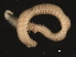  ( - 11BIOAK-1503)  @13 [ ] CreativeCommons - Attribution (2011) CBG Photography Group Centre for Biodiversity Genomics