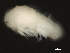  ( - 11BIOAK-1631)  @12 [ ] CreativeCommons - Attribution (2011) CBG Photography Group Centre for Biodiversity Genomics