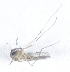  ( - 14702-CxpipC05)  @12 [ ] Copyright (2012) Yvonne U Ajamma icipe
