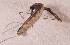  ( - 20974_AncziC09)  @12 [ ] Copyright (2013) Yvonne U Ajamma icipe