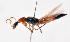 (Paederus sp - 20977StaphG6)  @11 [ ] Copyright (2013) Joseph Gitau icipe
