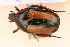  (Chondrorrhina - FZ 1057)  @13 [ ] Copyright (2011) NMK National Museums of Kenya