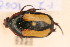  ( - FZ 1058)  @13 [ ] Copyright (2011) NMK National Museums of Kenya