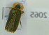  (Lampyris sp - NMK-ENTO 2065)  @11 [ ] Unspecified (default): All Rights Reserved  Unspecified Unspecified