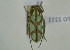  (Prosopocera lactator - NMK-ENTO 2211)  @11 [ ] Unspecified (default): All Rights Reserved  Unspecified Unspecified