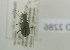  (Cicindela rectangularis - NMK-ENTO 2286)  @11 [ ] Unspecified (default): All Rights Reserved  Unspecified Unspecified