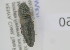  (Melanotus umbilicatus - NMK-ENTO 2350)  @11 [ ] Unspecified (default): All Rights Reserved  Unspecified Unspecified