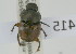  (Onthophagus bicallosus - NMK-ENTO 2415)  @11 [ ] Unspecified (default): All Rights Reserved  Unspecified Unspecified