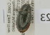  (Sternolophus sp - NMK-ENTO 2623)  @11 [ ] Unspecified (default): All Rights Reserved  Unspecified Unspecified