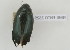  (Hydrophilus aculeatus - NMK-ENTO 2629)  @11 [ ] Unspecified (default): All Rights Reserved  Unspecified Unspecified