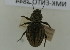  (Psammodes castanopterus - NMK-ENTO 2844)  @12 [ ] Unspecified (default): All Rights Reserved  Unspecified Unspecified