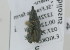  (Hypolixus - NMK-ENTO 2904)  @13 [ ] Unspecified (default): All Rights Reserved  Unspecified Unspecified