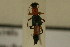  (Paederus sabaeus - TT 020)  @11 [ ] Copyright (2011) NMK National Museums of Kenya