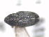  (Rhynchaenus sp - 13322-RhspE08)  @11 [ ] Copyright (2012) Fabian Haas icipe