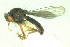  (Sphyracephala beccarii - BOG 1439)  @12 [ ] Copyright (2011) NMK National Museums of Kenya