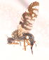  ( - 20993TephrA2)  @12 [ ] Copyright (2013) Joseph Gitau icipe