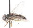  (Tabanus gratus - 20843TabaE07)  @14 [ ] Copyright (2013) Joseph Gitau icipe