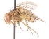  (Hemigymnochaeta unicolor - 20843DipteraH1)  @15 [ ] Copyright (2013) Joseph Gitau icipe