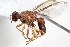  (Dacus chiwira - 14681TephD12)  @14 [ ] Copyright (2013) RS Copeland Unspecified