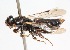  (Metasphenisca - 19647TephA12)  @11 [ ] Copyright (2013) RS Copeland Unspecified