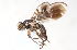  (Taomyia - 08759-TephB2)  @11 [ ] Copyright (2011) RS Copeland Unspecified