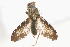  (Scedella praetexta - 08758-TephC5)  @11 [ ] Copyright (2011) RS Copeland Unspecified