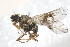  (Rhabdochaeta obsoleta - 08758-TephF3)  @11 [ ] Copyright (2011) RS Copeland Unspecified