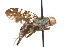  (Dicheniotes polyspila - 08758-TephG7)  @11 [ ] Copyright (2011) RS Copeland Unspecified