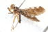  (Ocnerioxyna - 08757-TephA08)  @11 [ ] Copyright (2011) RS Copeland Unspecified