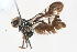  (Metasphenisca brachycrura - 08757-TephG05)  @11 [ ] Copyright (2011) RS Copeland Unspecified