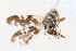  (Dicheniotes - 08757-TephH06)  @12 [ ] Copyright (2011) RS Copeland Unspecified