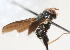  (Katonaia - 08757-TephH11)  @11 [ ] Copyright (2011) RS Copeland Unspecified