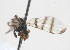  (Munroella - 08772-TephB11)  @11 [ ] Copyright (2011) RS Copeland Unspecified