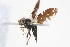  (Paraspheniscoides - 08772-TephC04)  @12 [ ] Copyright (2011) RS Copeland Unspecified