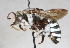  ( - 14478-ApoideaG8)  @11 [ ] Copyright (2011) RS Copeland Unspecified