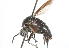  ( - 14478-BombyliidF4)  @11 [ ] Copyright (2011) RS Copeland Unspecified