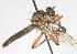  (Afroestricus - 14387-AsilidA5)  @11 [ ] Copyright (2011) RS Copeland Unspecified