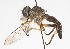  (Pygommatius - 14387-AsilidB5)  @11 [ ] Copyright (2011) RS Copeland Unspecified