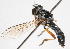  (Metommatius - 14387-AsilidD2)  @11 [ ] Copyright (2011) RS Copeland Unspecified