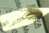  (Aedes dentatus - NRB 1270)  @13 [ ] Copyright (2011) NMK National Museums of Kenya