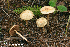 ( - MQ22-KEG019-HRL3440)  @11 [ ] Copyright (c) (2021) Renee Lebeuf Mycoquebec