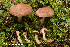  ( - MQ22-KEG053-HRL3474)  @11 [ ] Copyright (c) (2021) Renee Lebeuf Mycoquebec