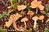  (Lactarius alpinus - MQ22-KEG089-HRL3510)  @11 [ ] Copyright (c) (2021) Renee Lebeuf Mycoquebec