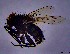  ( - KEIB_DIP_02016)  @11 [ ] by-nc (2021) Krzysztof Szpila Nicolaus Copernicus University