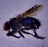  ( - KEIB_DIP_02018)  @11 [ ] by-nc (2021) Krzysztof Szpila Nicolaus Copernicus University