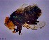  ( - KEIB_DIP_02024)  @11 [ ] by-nc (2021) Krzysztof Szpila Nicolaus Copernicus University
