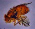  (Calliphora ochracea - KEIB_DIP_02026)  @11 [ ] by-nc (2021) Krzysztof Szpila Nicolaus Copernicus University