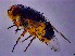  (Calliphora dubia - KEIB_DIP_02027)  @11 [ ] by-nc (2021) Krzysztof Szpila Nicolaus Copernicus University